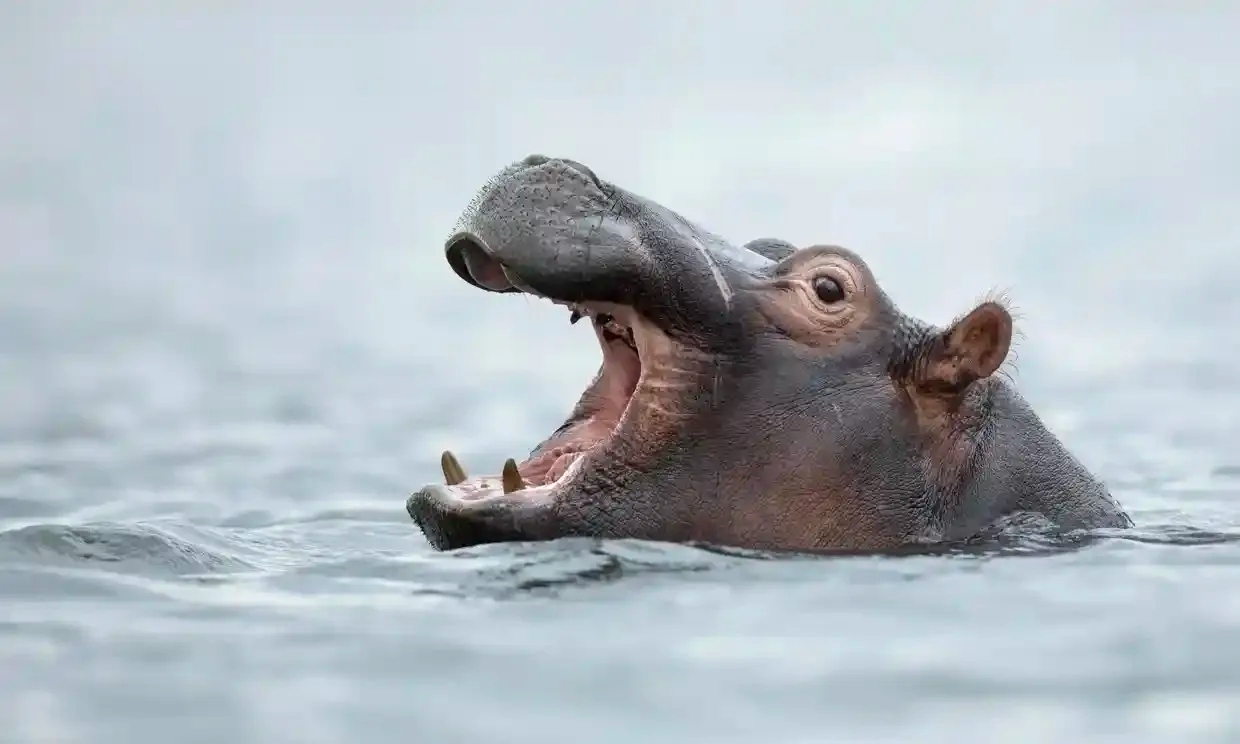 Piden que los hipopótamos formen parte de la lista de animales más amenazados