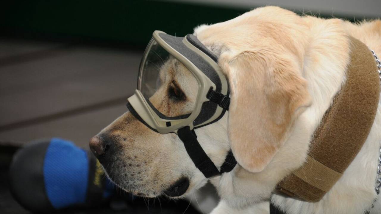 Labrador Retriever: La-Lista de datos que debes saber sobre este perro