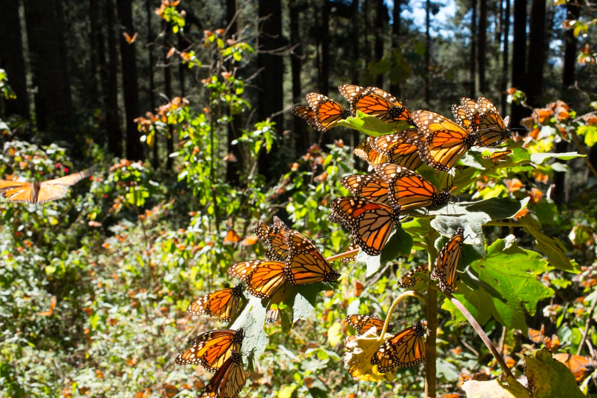 Mariposa monarca, la pequeña migratoria que ya resiente los efectos del cambio climático
