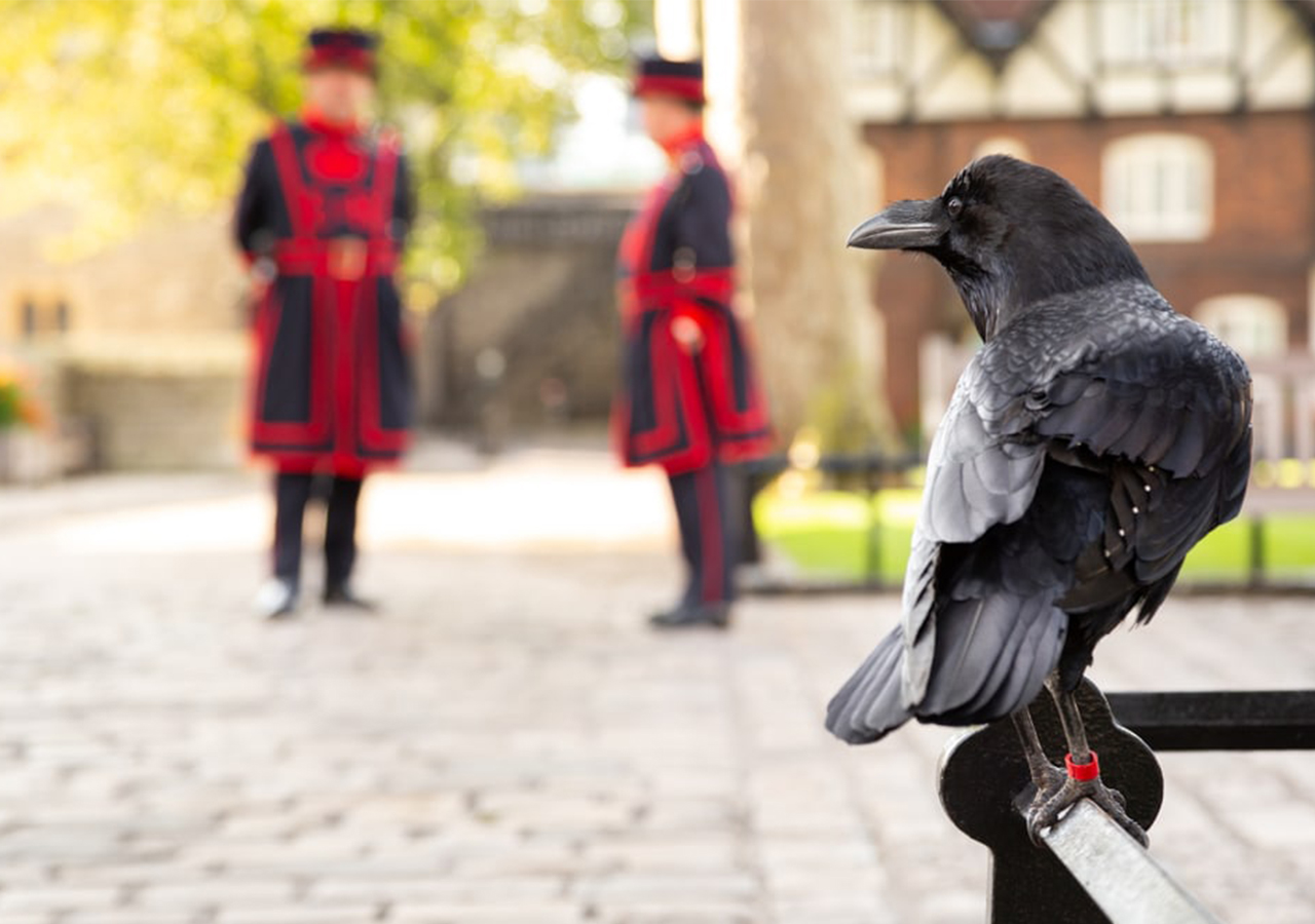 Los cuervos de la Torre de Londres y el fin del Imperio Británico