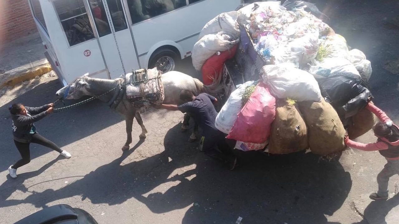 Municipios del Edomex prohíben usar animales para la recolección de basura