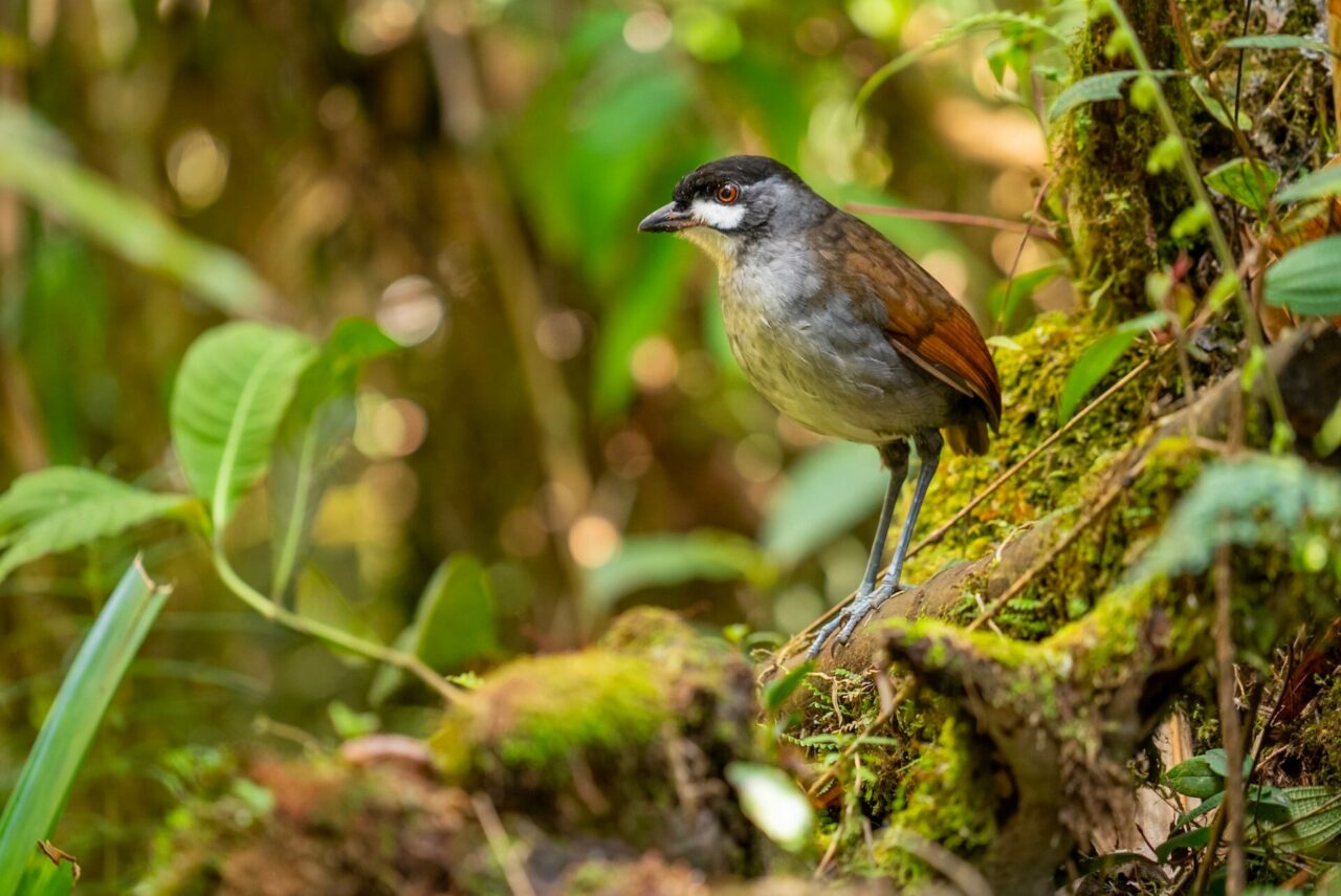 Tapichalaca, el hogar de un ave que revolucionó la conservación en Ecuador