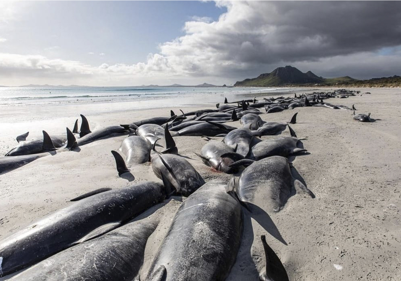 Unas 215 ballenas piloto mueren en Nueva Zelanda