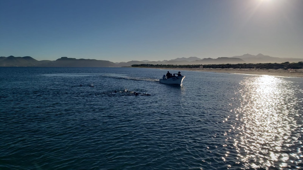 Detectan delfines varados en La Paz y los ayudan a regresar al mar