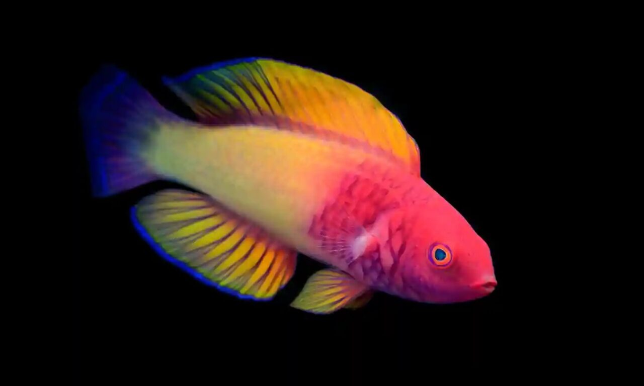 El pez arco iris que nace hembra y se convierte en macho