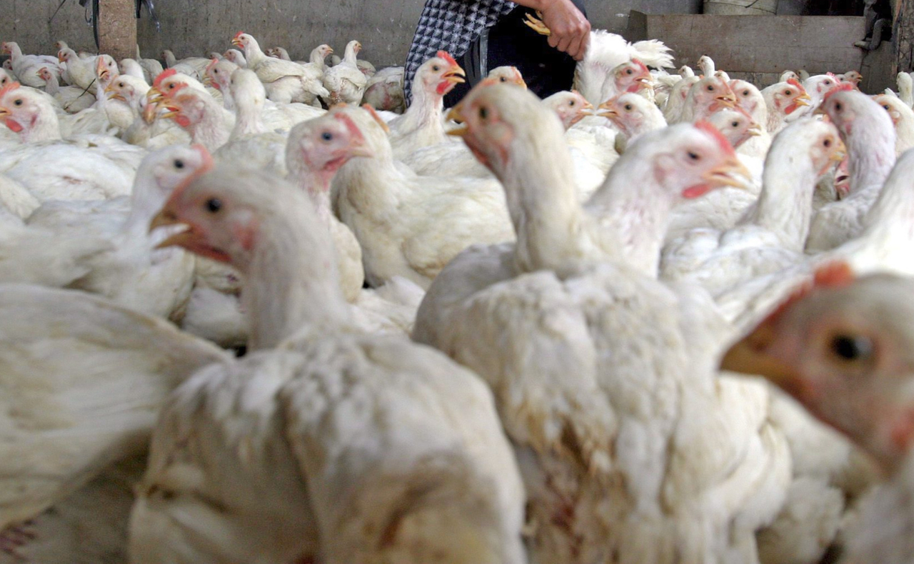 Cepa de gripe aviar es detectada en granja de Montemorelos, NL
