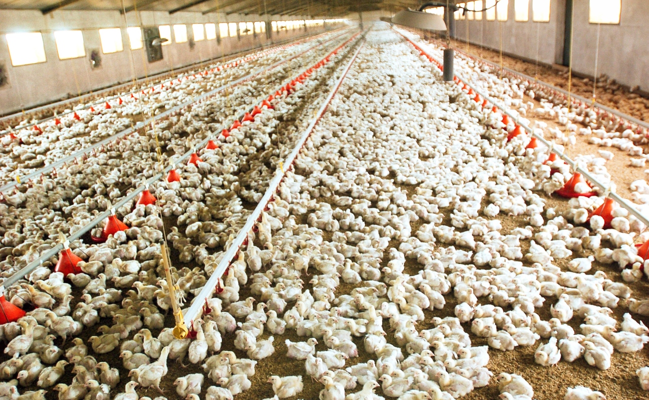 México reporta su primer caso de la gripe aviar H5N1