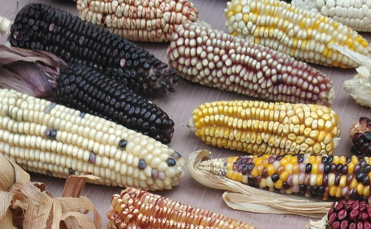 Secretaría de Economía defiende que decreto del maíz transgénico no viola el T-MEC