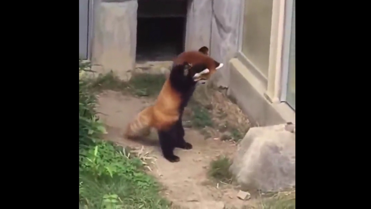 El video de un panda rojo asustando a una piedra detona conflicto en la CNDH