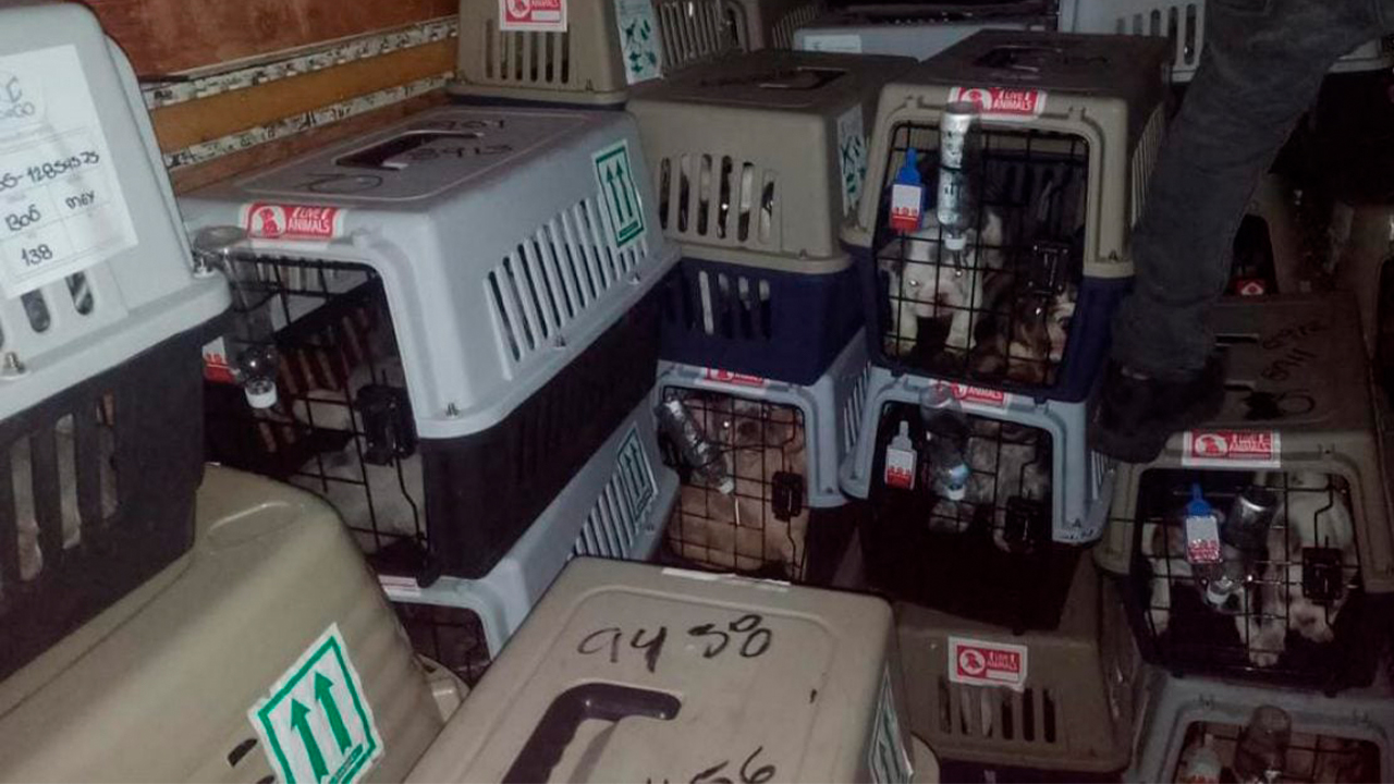 Hombre roba camión con más de 200 perros del AICM; policías lo detienen