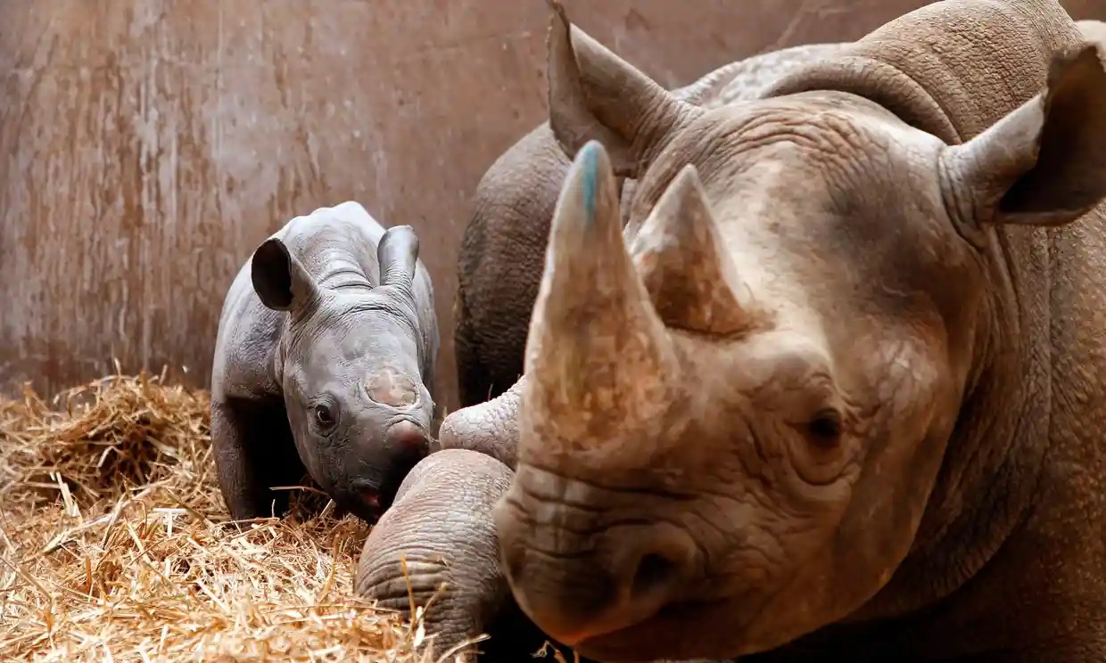 Los cuernos de los rinocerontes se han vuelto más cortos en el último siglo, revela estudio