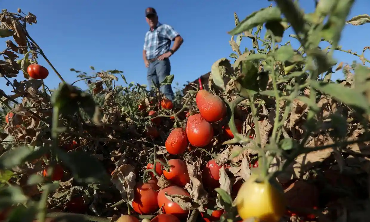 Cinco cultivos devastados por un año de clima extremo