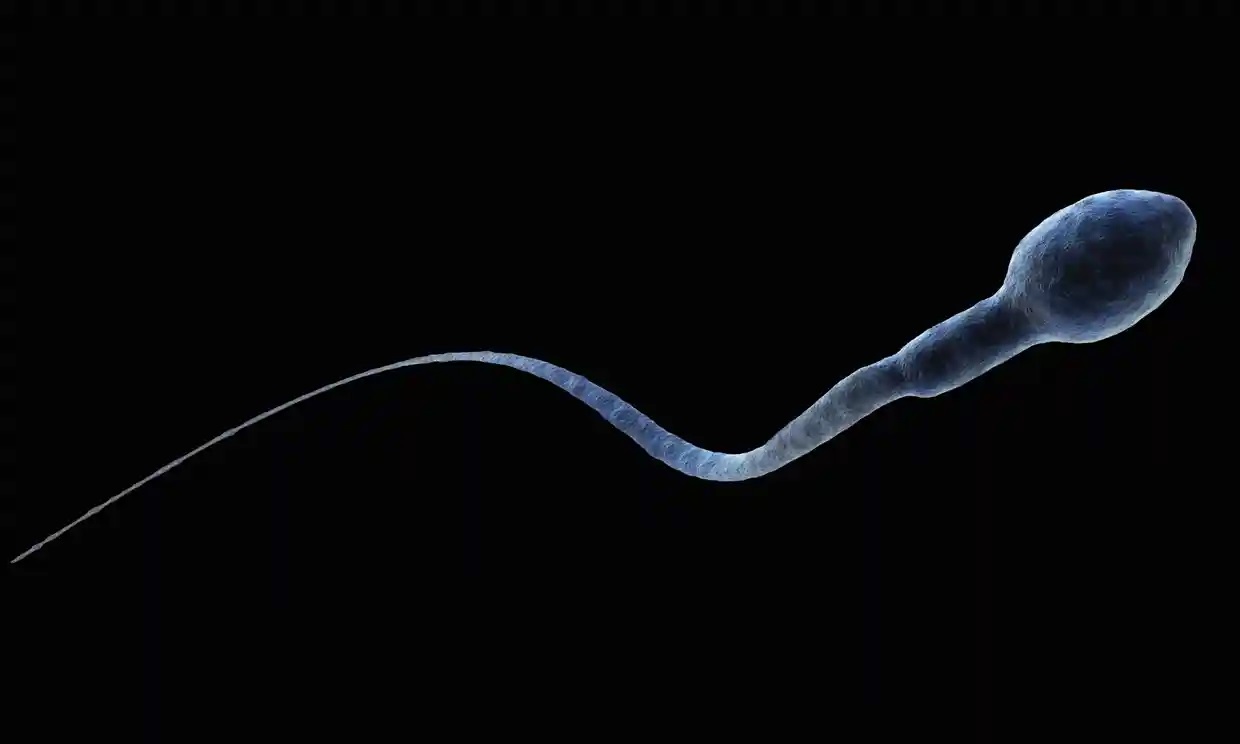 Hay una disminución del número de espermatozoides en los seres humanos, estudio