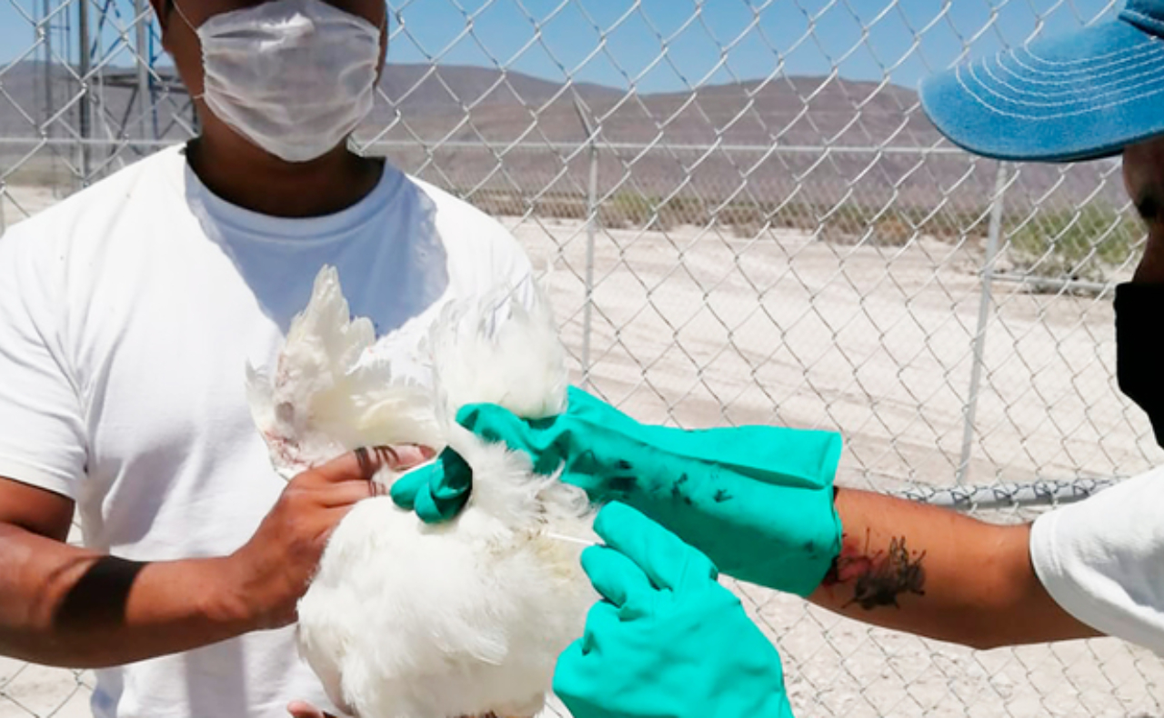 La Senasica confirma la presencia de la influenza aviar en la CDMX