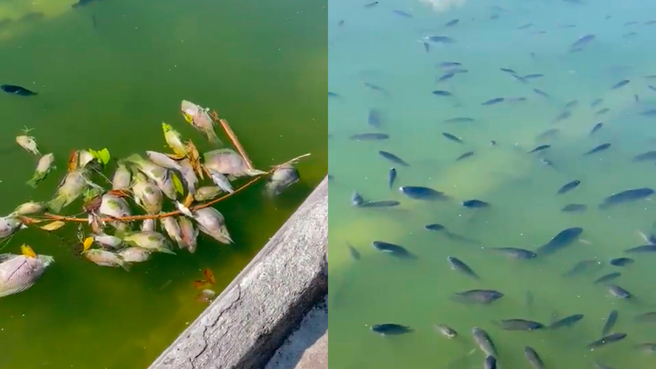 Decenas de peces muertos en Lago de Chapultepec por problemas en suministro de agua tratada