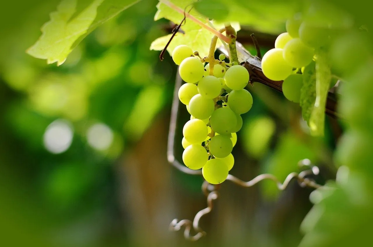 ¿Qué significa y por qué se comen 12 uvas en Año Nuevo?