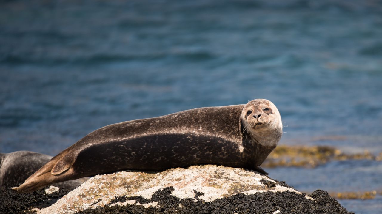 Encuentran 2,500 focas muertas en playas rusas del mar Caspio