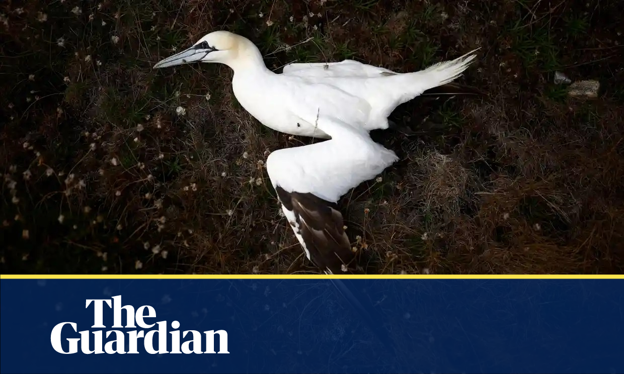 The death of thousands of wild birds from bird flu is the ‘New Silent Spring’