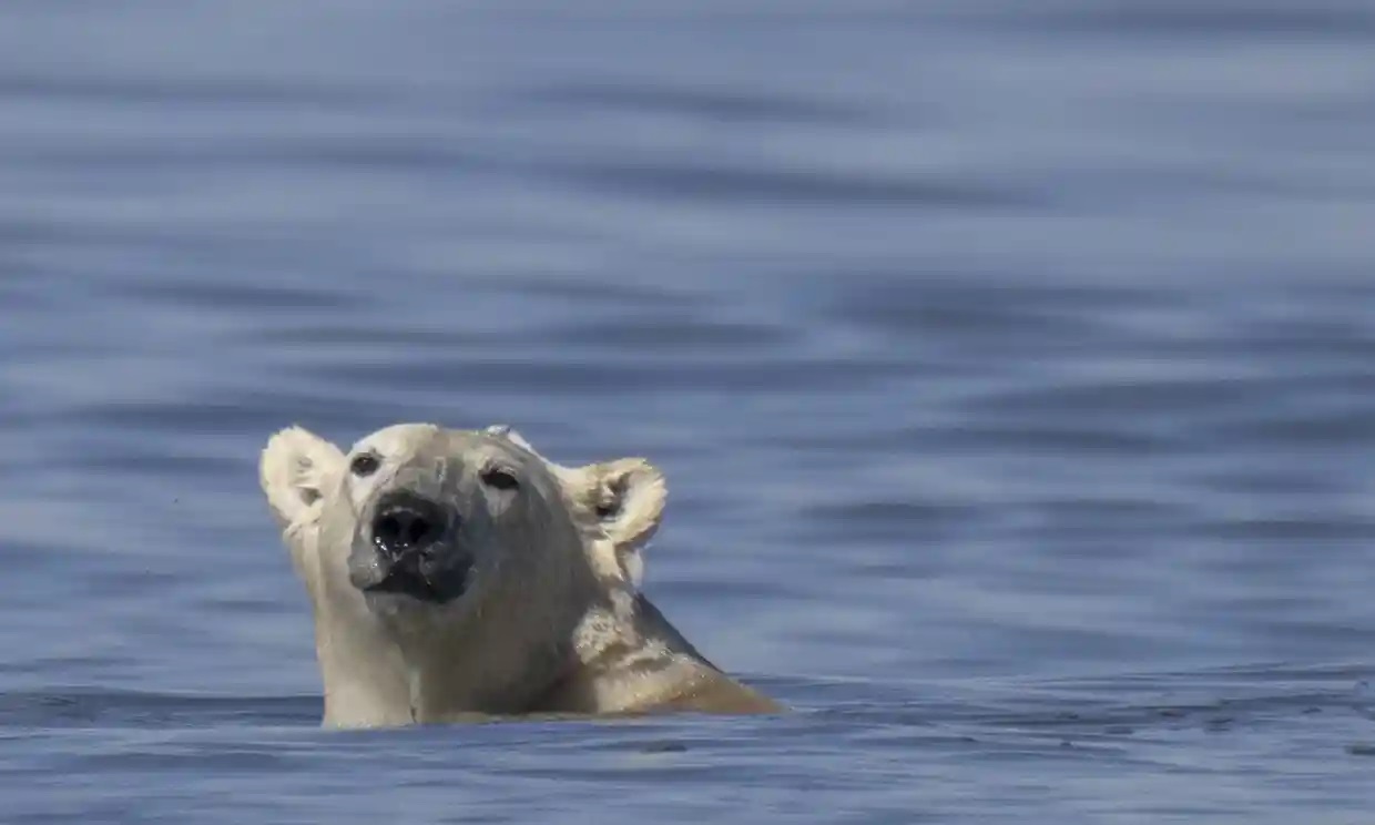 Los osos polares desaparecen de la ‘capital mundial del oso polar’ en Canadá