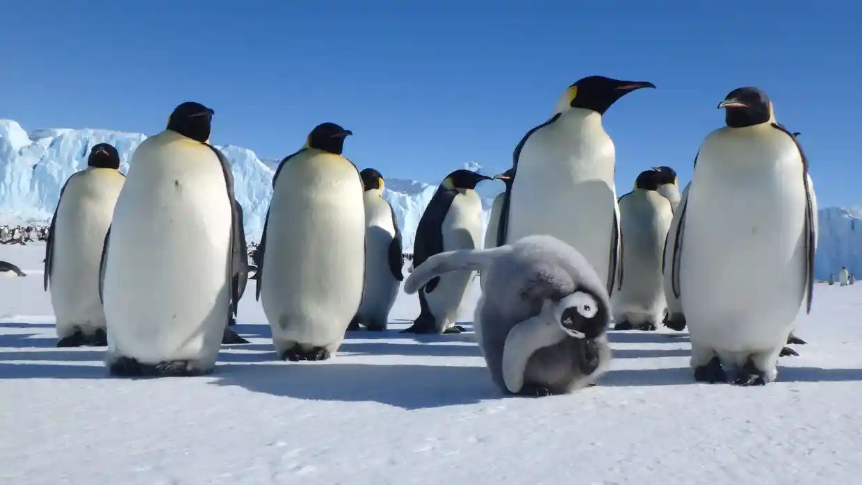 El pingüino emperador, en peligro de extinción, junto con dos tercios de las especies antárticas autóctonas, revela una investigación