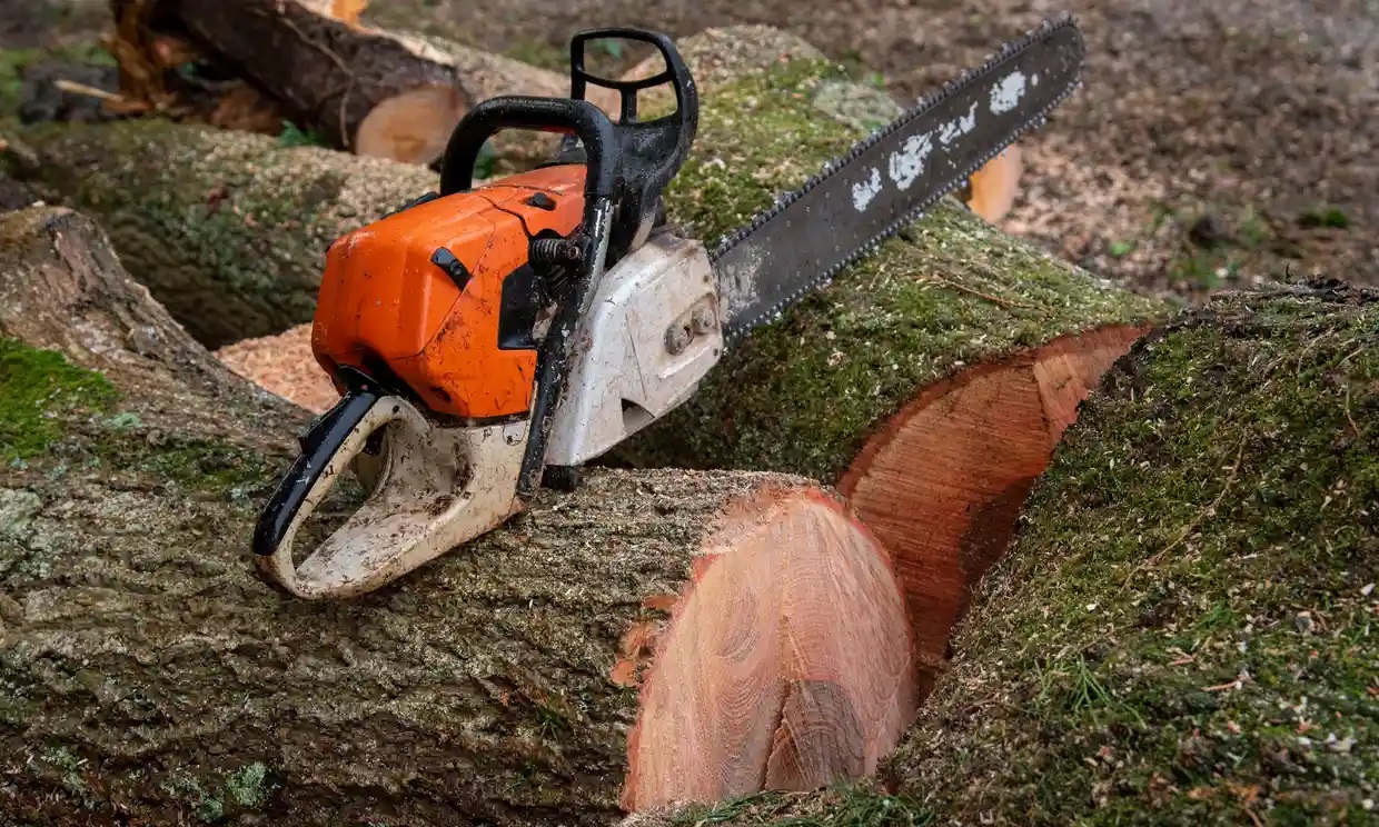 La tala ilegal de árboles en Inglaterra será castigada con penas de cárcel y multas ilimitadas