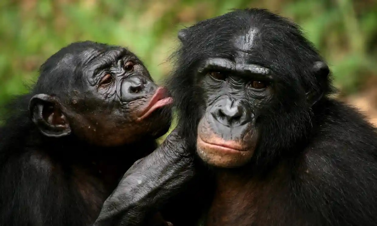 Los humanos son capaces de entender a otros simios mejor de lo que se pensaba, sugiere una investigación