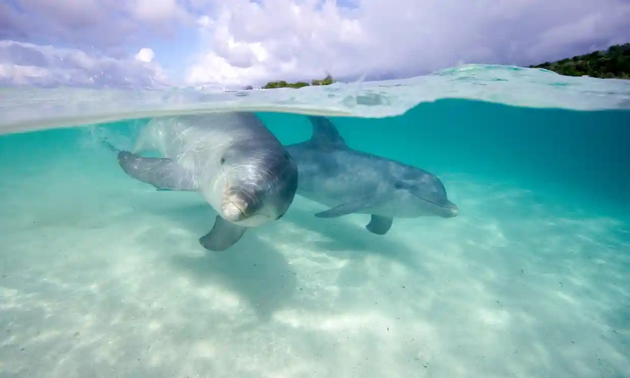 Los delfines ‘gritan’ para compensar el ruido ambiental generado por el humano