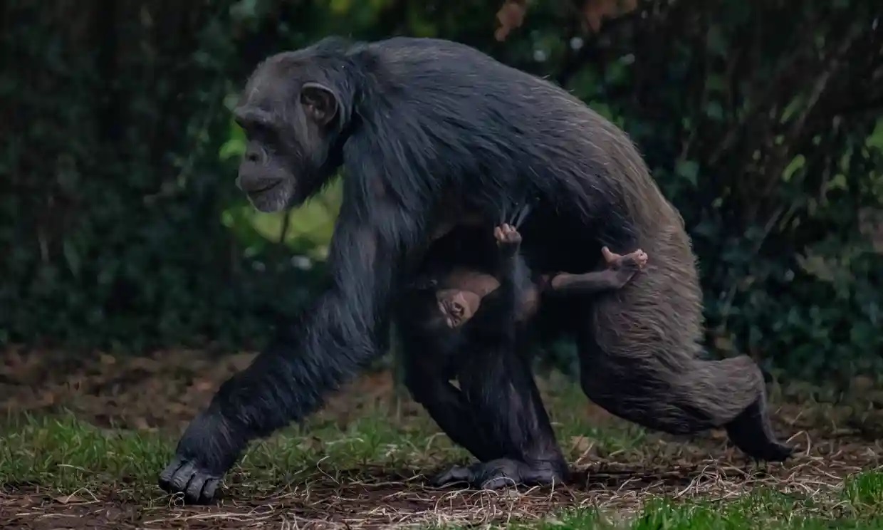 Un chimpancé nacido en el zoológico de Chester ofrece una ‘esperanza real’ a la subespecie más rara del mundo
