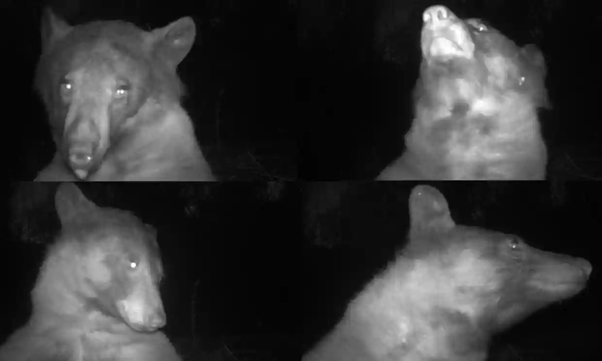 Una osa se vuelve loca por las selfies tomándose 400 fotos con una cámara de vida silvestre en Colorado