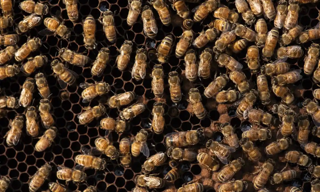 El gobierno de EU aprueba el uso de la primera vacuna del mundo para las abejas melíferas