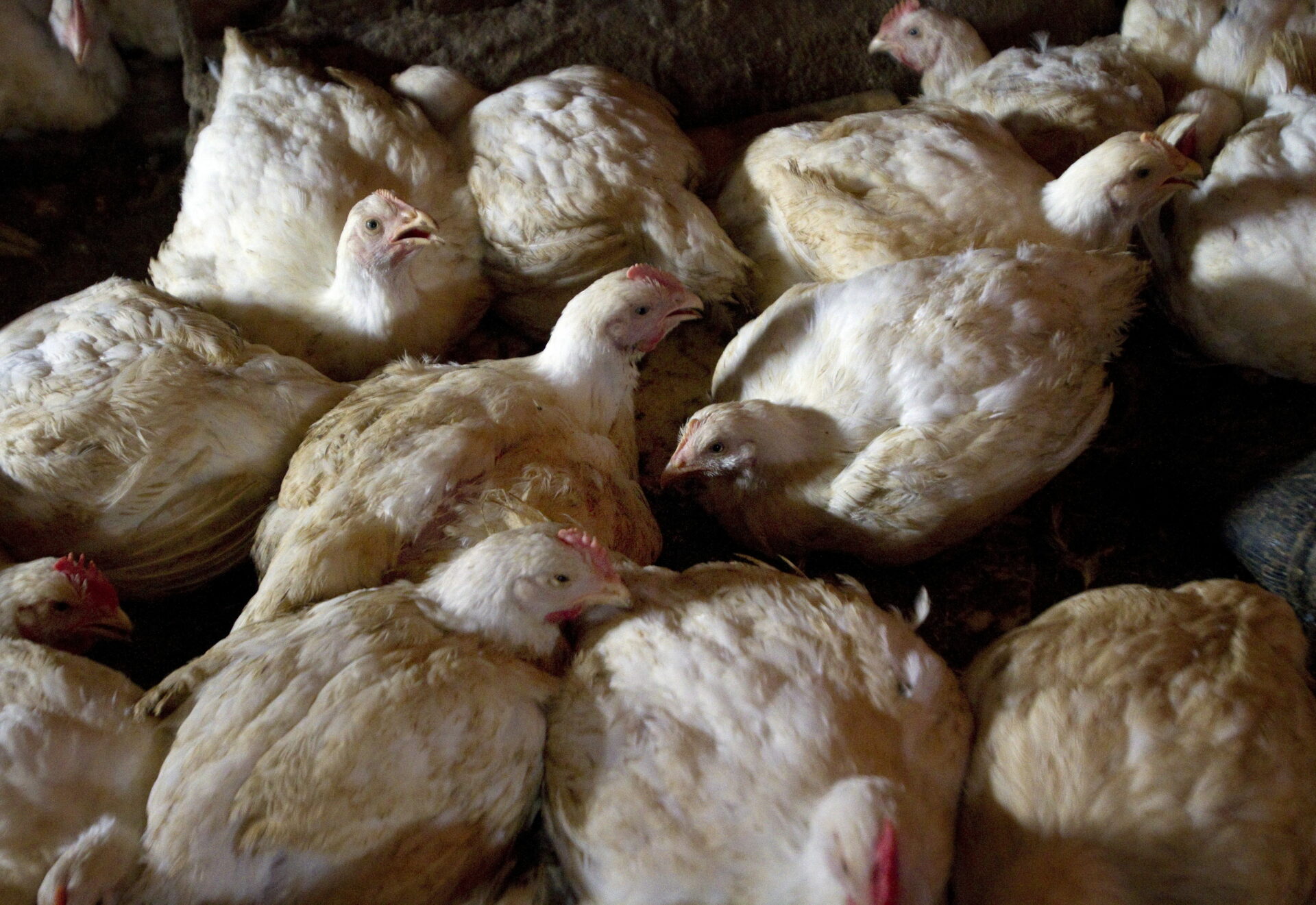 La OMS alerta por gripe aviar H5N1 en humanos