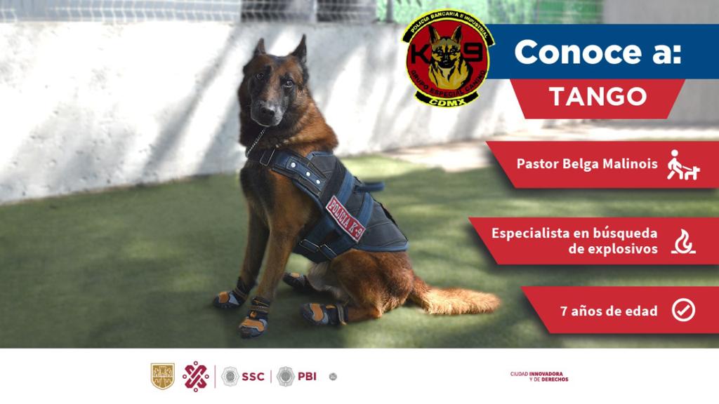 Perros K9 de la SSC: policías caninos al servicio de la ciudadanía