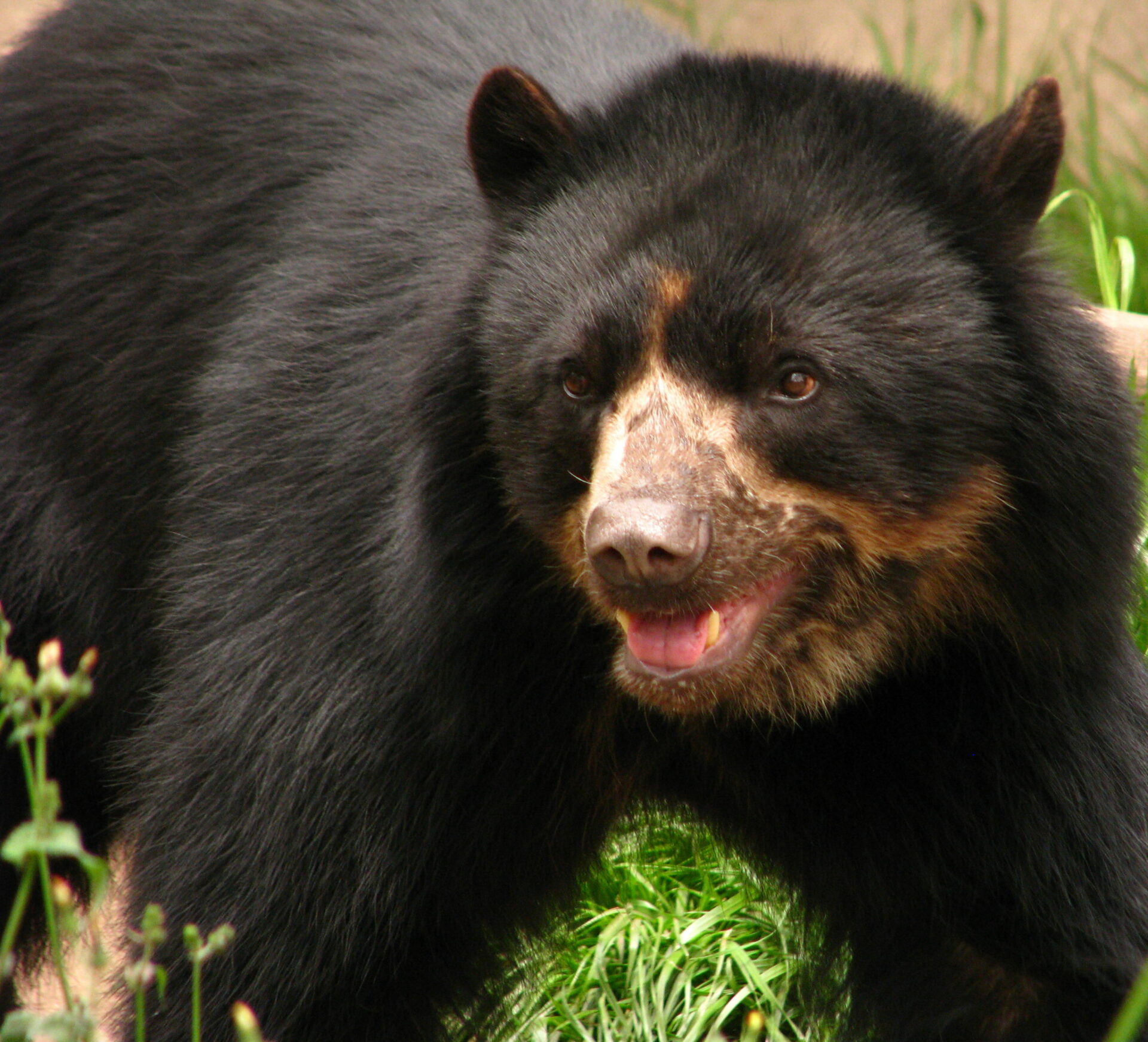Día para la Protección de los Osos: así se protege al oso andino