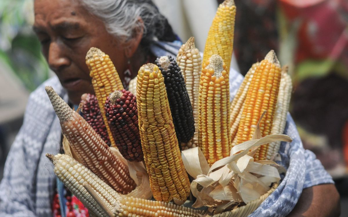 Ven ‘lluvia de amparos’ por decreto contra maíz transgénico