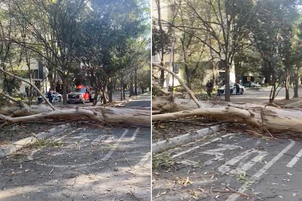 Cae un árbol de 10 metros en Polanco, en la CDMX