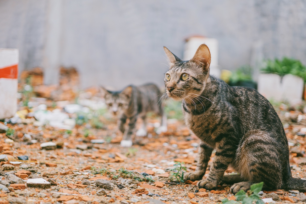 Vietnam: Hallan 2 mil gatos muertos destinados a medicina tradicional