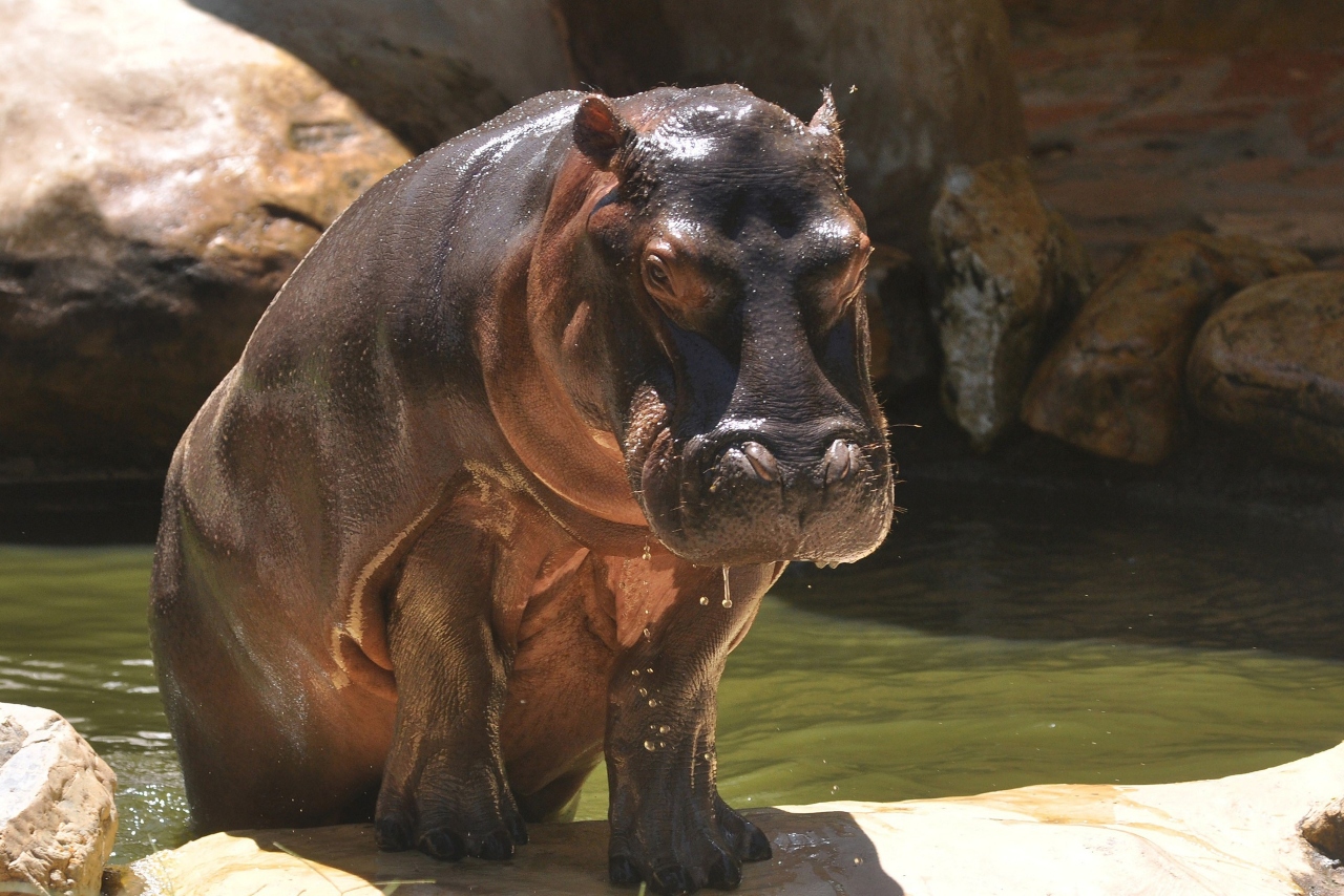 Asociación mexicana, al rescate de hipopótamos vinculados a Pablo Escobar