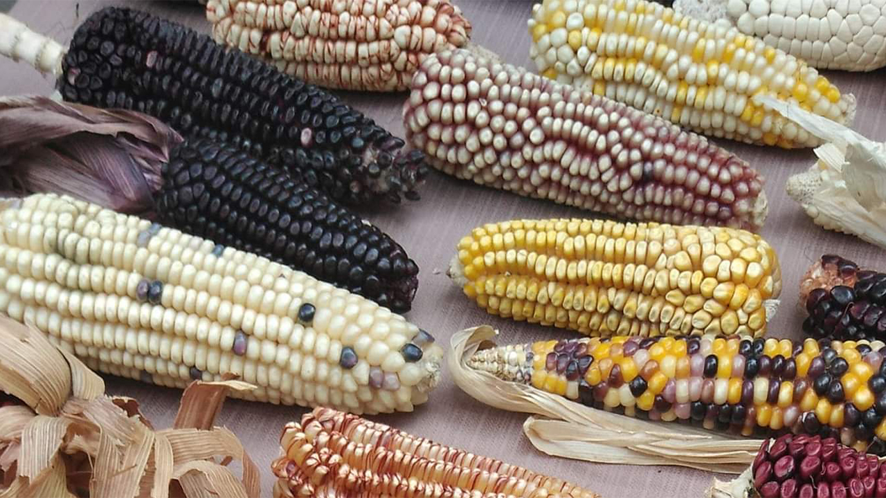 Gobierno prohíbe el uso de maíz transgénico y del glifosato en alimentación humana