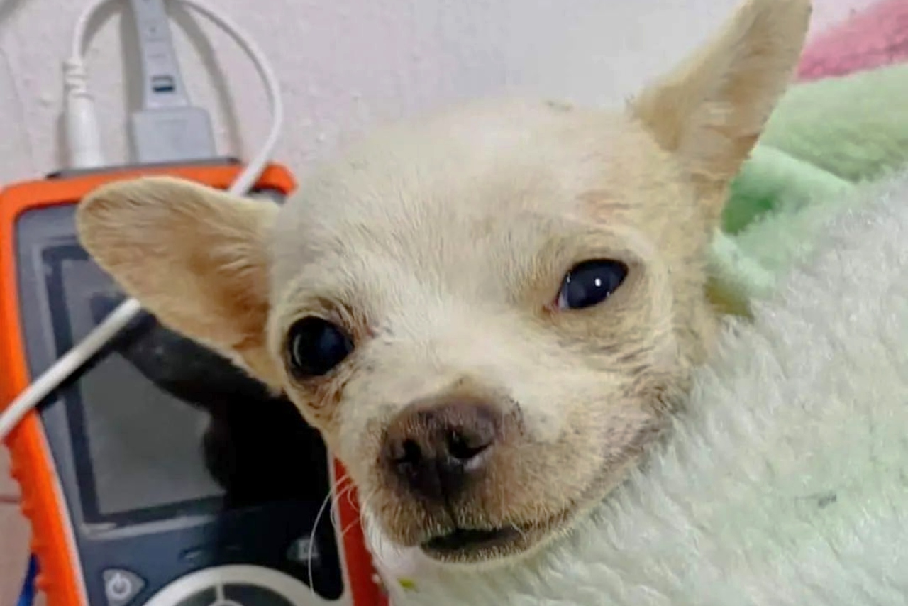 ‘Pinky’, el perro chihuahua que defendió su casa de ladrones, murió