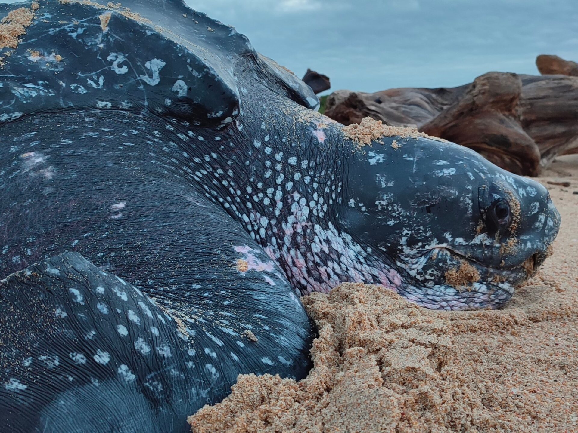 Tortuga laúd: la gigante del Océano Pacífico en riesgo de desaparecer