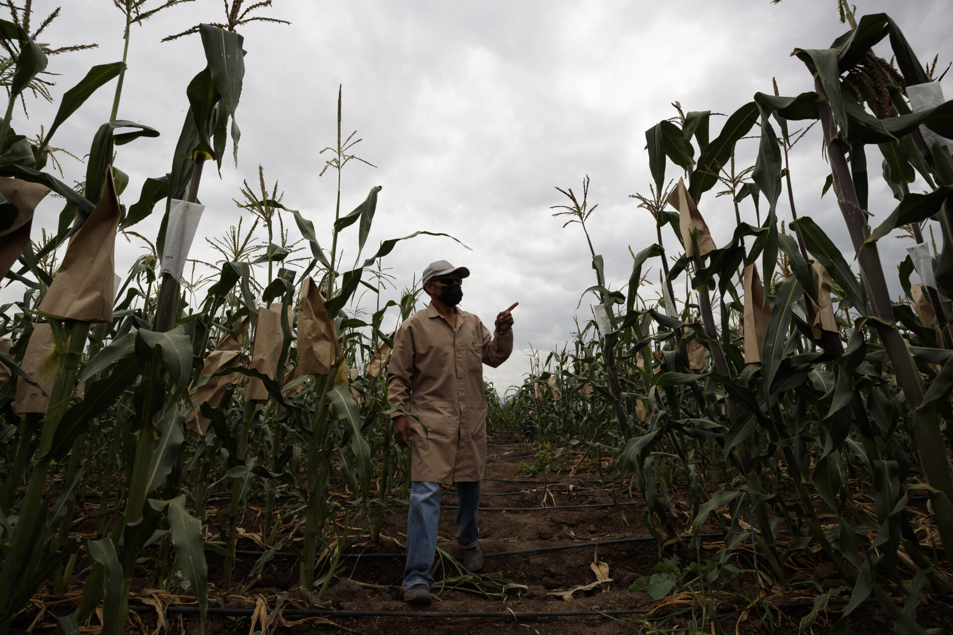 Avicultores mexicanos piden evitar panel con EU por controversia de maíz transgénico
