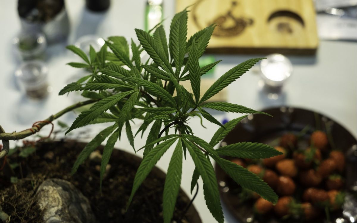 Empresa canadiense obtiene primera autorización para importar cannabis… bajo protesta de Cofepris