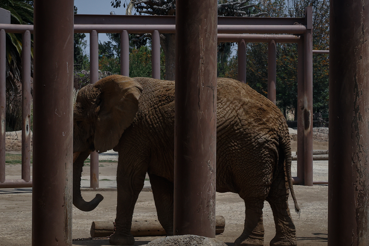 ‘Gipsy’ será la compañera de la elefanta ‘Ely’ en el zoológico de Aragón