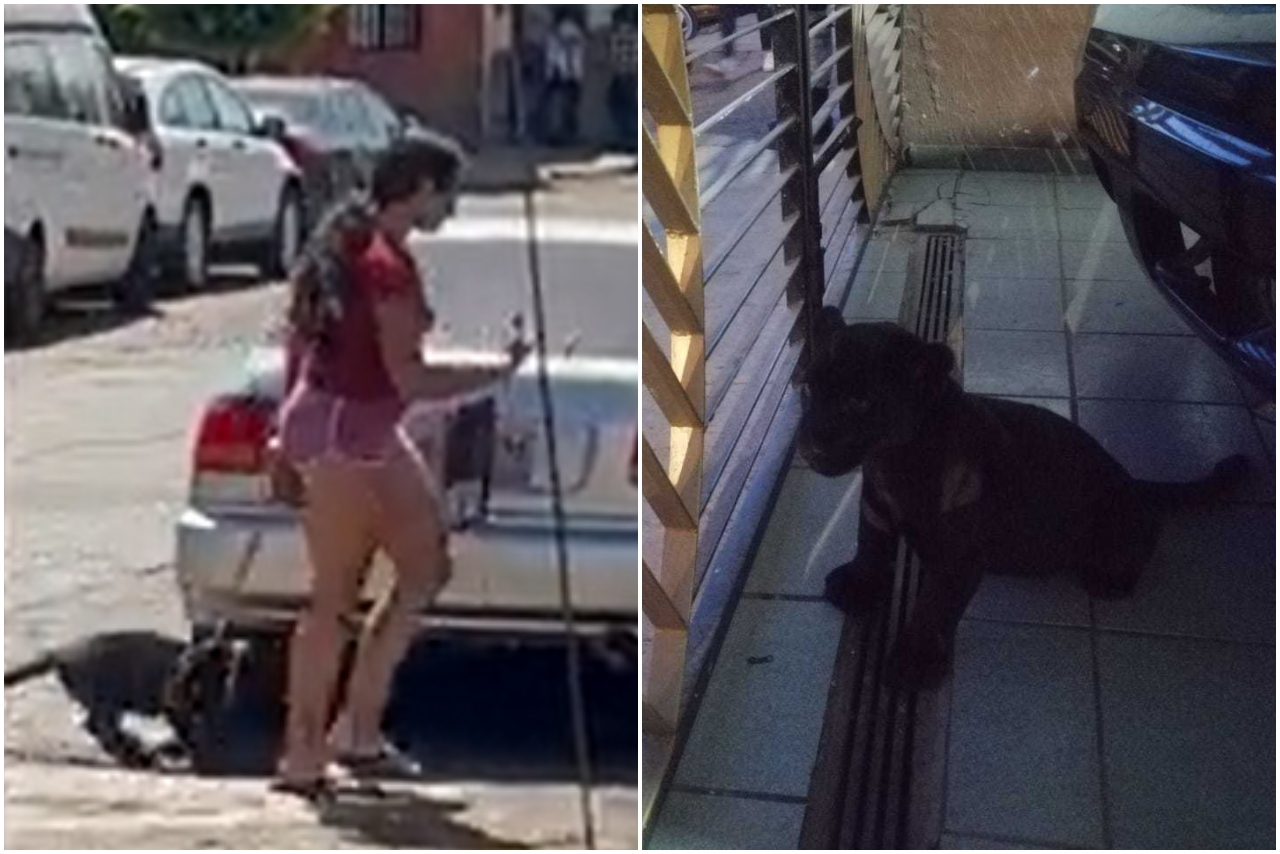 Profepa rescata a cachorro de jaguar que era paseado en calles de Jalisco