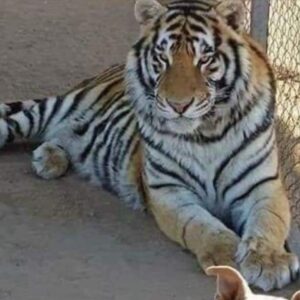 Roban de una casa en Sonora a un tigre de Bengala; fiscalía investiga