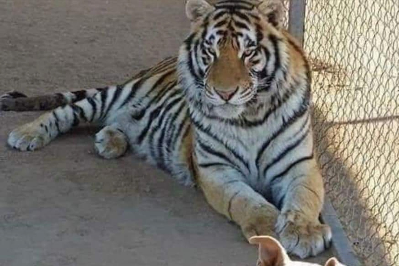 Roban de una casa en Sonora a un tigre de Bengala; fiscalía investiga