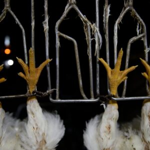 Organización revela crueldad animal en mataderos de pollos en México