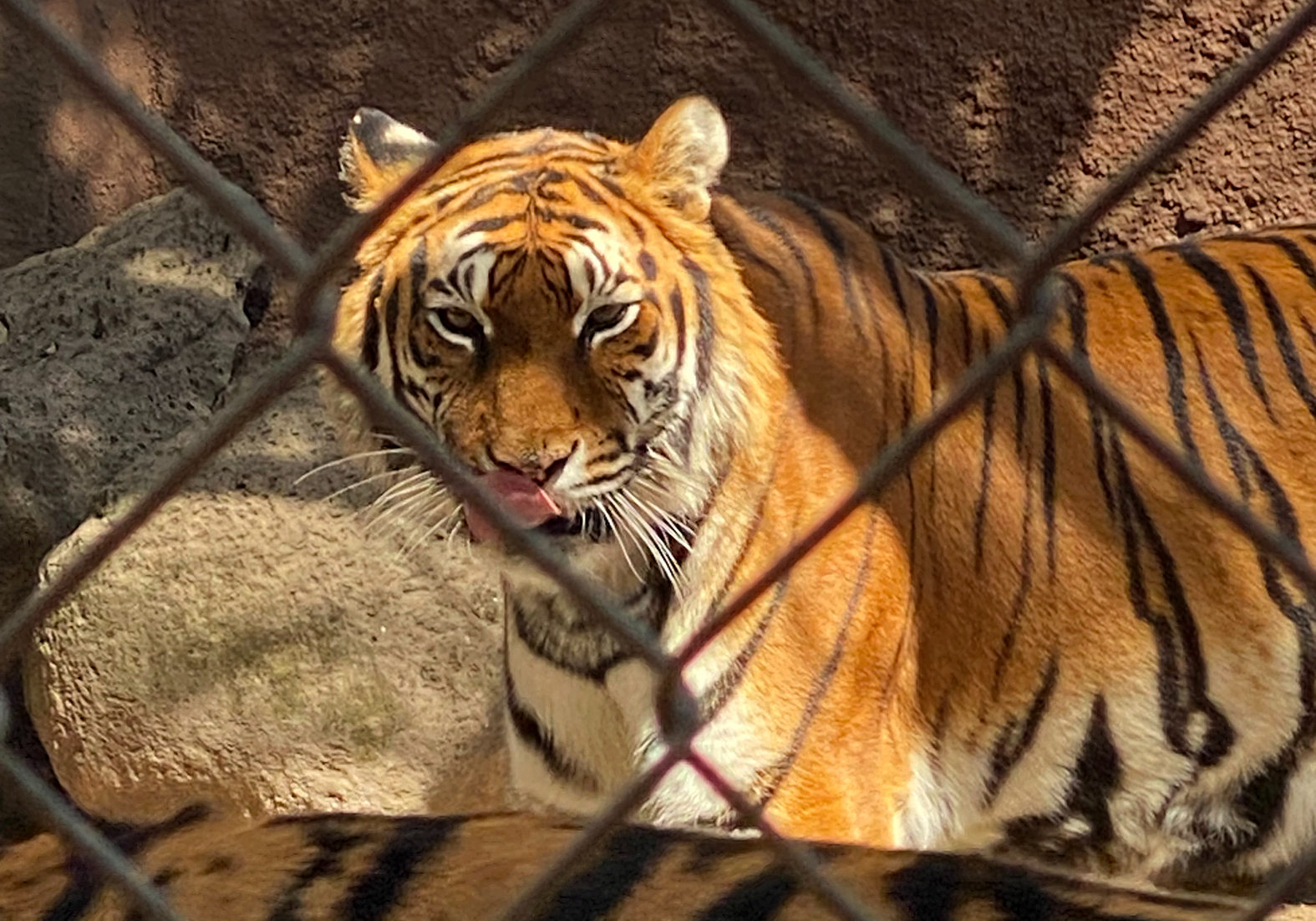 Asociación mexicana dona 200 tigres a la India para evitar su extinción