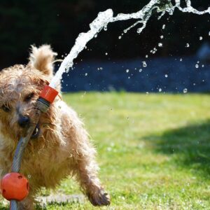 Recomendaciones de la SSC para cuidar a tus mascotas en temporada de calor
