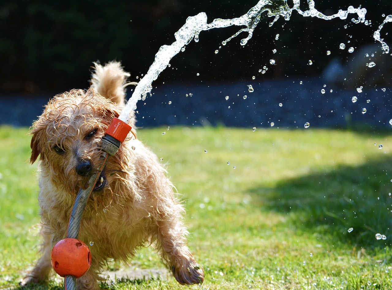 Recomendaciones de la SSC para cuidar a tus mascotas en temporada de calor